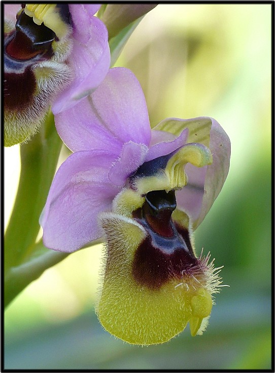 Ophrys tenthredinifera.